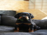 13 magnifiques chiots Setter Gordon à vendre