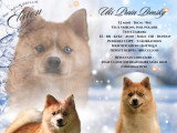 Mâle Pomsky F2 disponible pour saillie