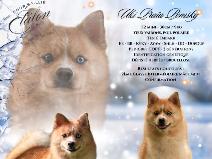 Mâle Pomsky F2 disponible pour saillie