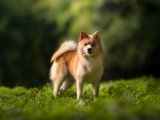 Mâle Pomsky F2 disponible pour saillie