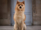 Mâle Pomsky F2 disponible pour saillie
