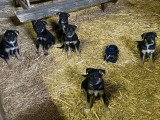 Chiots croisés Berger Australien et Beauceron à vendre