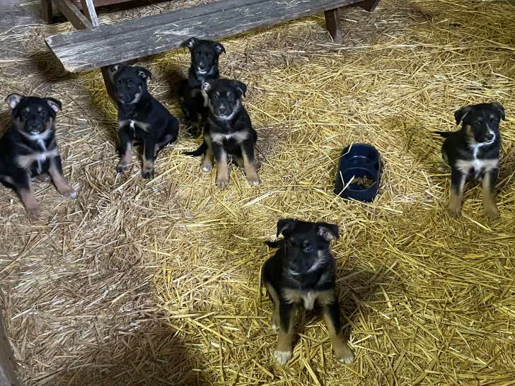 Chiots croisés Berger Australien et Beauceron à vendre