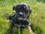 Chiots croisés Berger Australien et Beauceron à vendre