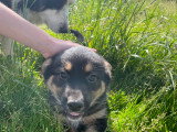 Chiots croisés Berger Australien et Beauceron à vendre
