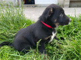 Chiots croisés Berger Australien et Beauceron à vendre
