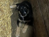 Chiots croisés Berger Australien et Beauceron à vendre