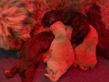 Chiots Lagotto Romagnolo LOF à vendre