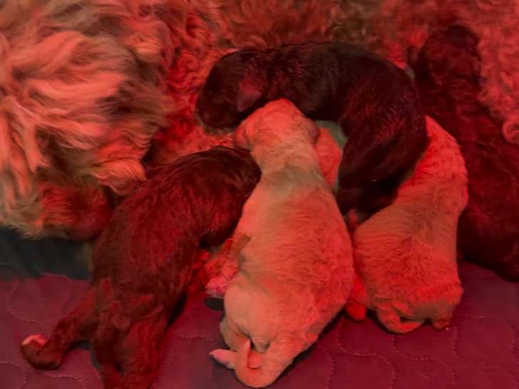 Chiots Lagotto Romagnolo LOF à vendre