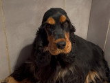 Chiots Cockers Anglais LOF à vendre