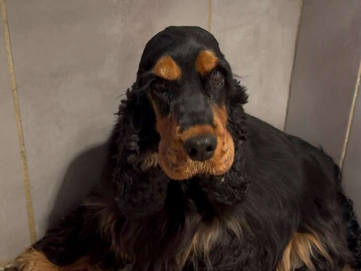 Chiots Cockers Anglais LOF à vendre