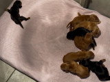 Chiots Cockers Anglais LOF à vendre