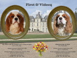 Chiots Cavaliers King Charles blenheim à réserver