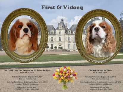 Chiots Cavaliers King Charles blenheim à réserver
