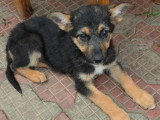 ZODIA