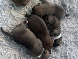 Chiots Staffie LOF à vendre