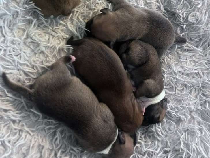 Chiots Staffie LOF à vendre