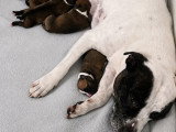 Chiots Staffie LOF à vendre