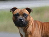 Chiots Staffie LOF à vendre