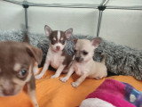 Chiots Chihuahua à vendre
