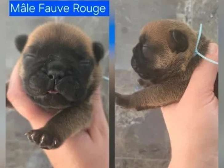 Portée de 4 chiots Bouledogue Français LOF nés en mai 2026 à vendre