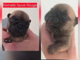 Portée de 4 chiots Bouledogue Français LOF nés en mai 2026 à vendre