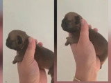 Portée de 4 chiots Bouledogue Français LOF nés en mai 2026 à vendre