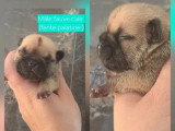 Portée de 4 chiots Bouledogue Français LOF nés en mai 2026 à vendre