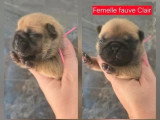 Portée de 4 chiots Bouledogue Français LOF nés en mai 2026 à vendre