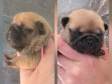 Portée de 4 chiots Bouledogue Français LOF nés en mai 2026 à vendre