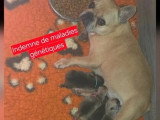 Portée de 4 chiots Bouledogue Français LOF nés en mai 2026 à vendre