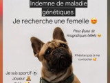 Portée de 4 chiots Bouledogue Français LOF nés en mai 2026 à vendre