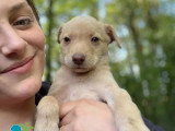 En attente d'adoption : chiot femelle de 3 mois au pelage beige