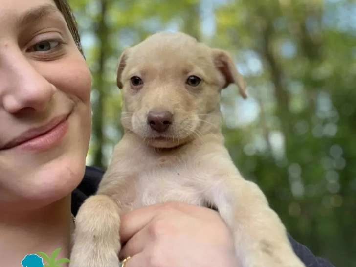 En attente d'adoption : chiot femelle de 3 mois au pelage beige
