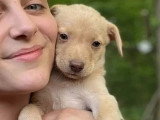 En attente d'adoption : chiot femelle de 3 mois au pelage beige