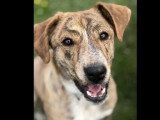 À adopter : chiot femelle de 8 mois au pelage bringé