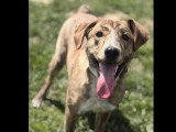 À adopter : chiot femelle de 8 mois au pelage bringé