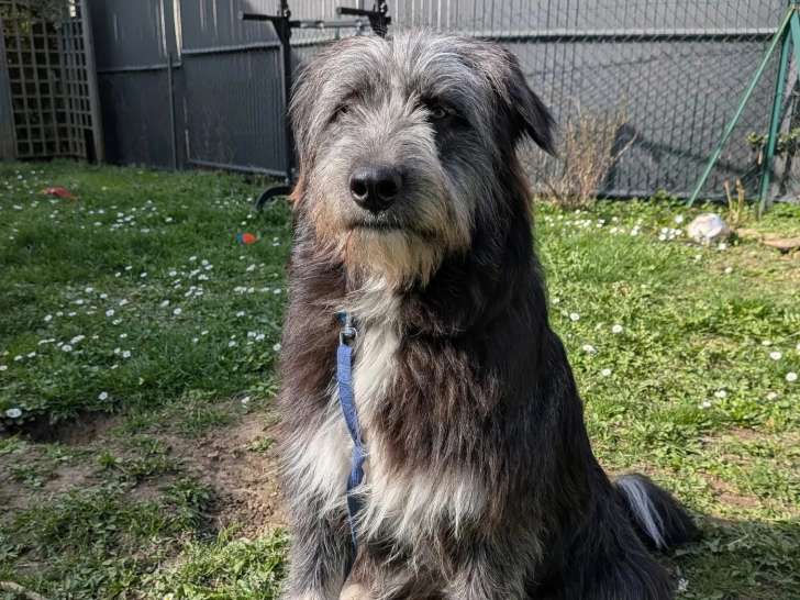 À adopter : chien d'un an au pelage gris et blanc