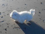 Chienne adulte Coton de Tuléar à vendre