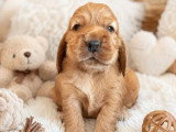 3 chiots Cocker Anglais non LOF nés en avril 2026 à réserver