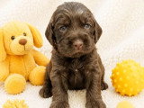 3 chiots Cocker Anglais non LOF nés en avril 2026 à réserver