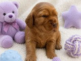 3 chiots Cocker Anglais non LOF nés en avril 2026 à réserver