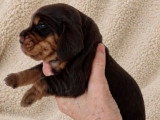 3 chiots Cocker Anglais non LOF nés en avril 2026 à réserver
