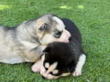 Magnifiques chiots Husky de Sibérie LOF à réserver