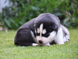 Magnifiques chiots Husky de Sibérie LOF à réserver