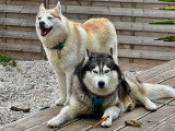 Magnifiques chiots Husky de Sibérie LOF à réserver