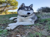 Magnifiques chiots Husky de Sibérie LOF à réserver