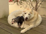 Magnifiques chiots Husky de Sibérie LOF à réserver