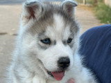Magnifique chiot Husky de Sibérie LOF à réserver
