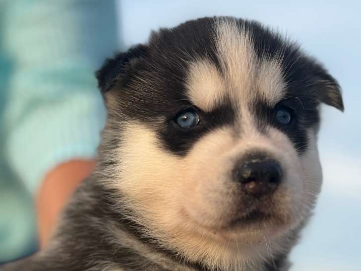 Magnifiques chiots Husky de Sibérie LOF à réserver